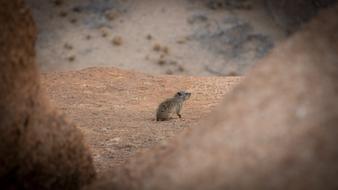 Namibia Wildlife Africa