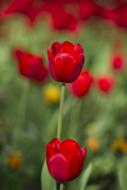 Tulips Red Flower