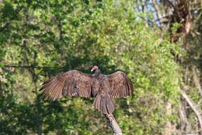 vulture Bird in Nature