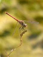 Red Dragonfly Plant