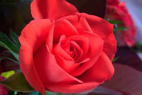 Red Rose Flower
