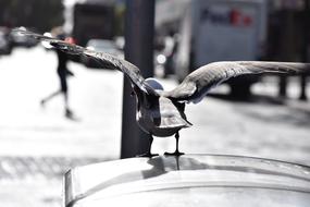 Water Bird Seagull