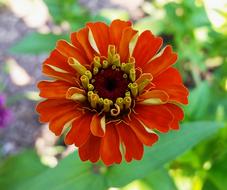 Flower Nature Garden