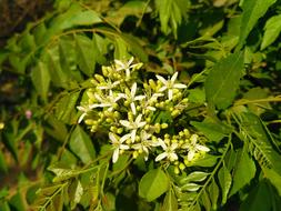 field plants on a tree