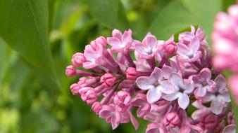 Lilac Flower Flora