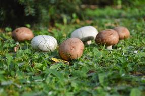 mushrooms on the green grass in the forest