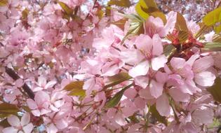 Cherry Blossom Flowers Pink