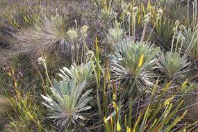 Frailejón Moor Colombia