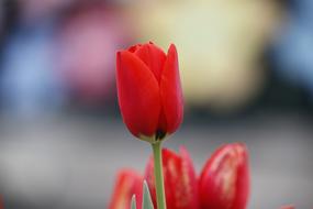 Tulip Flowers