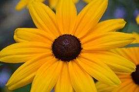 Flower Yellow Petals