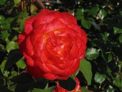 Rose Red Flower