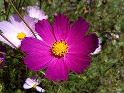 Cosmos Flower Astrov