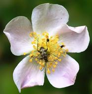 Flower Nature Pollen