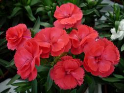 Carnation Flower Red