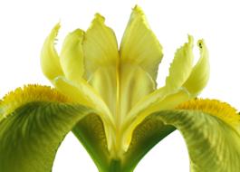 Iris Isolated Blossom