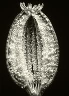 Boll Nature Fruit Poppy