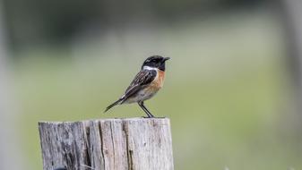 Nature Photo Stonechat