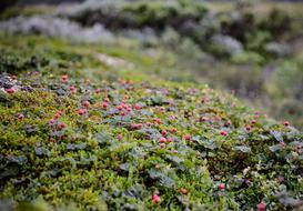 Cloudberry Polish Suomuurain