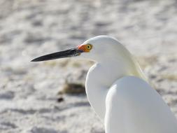 Bird Wildlife Nature