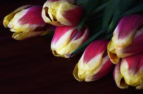 Tulips Flowers Flower