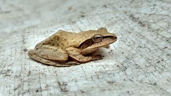 Shot On Moto X Play Frog Amphibian