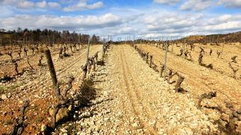 Nature Landscape Vine
