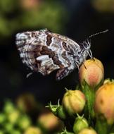 Rhopalocera Nature Insect