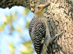 Bird Woodpecker on wood Close Up