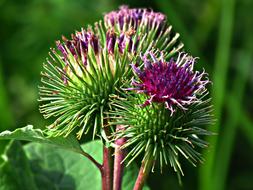 Thistle Bur Plant