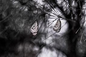 Nature Wallpaper Tree