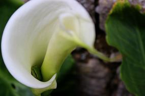 white flower in green vegetation landscape