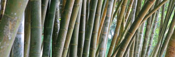 Bamboo Hatch Stripes