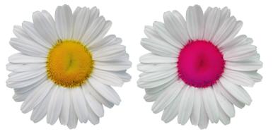 Flowers Blossom Bloom Wild