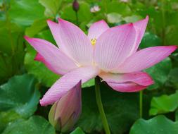 Plant Lotus Rain