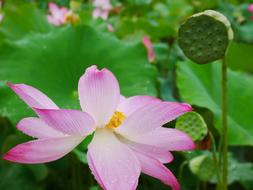 pink Plants Lotus at Rain
