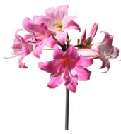 Belladonna Lily Flowers isolated