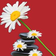 nature flower plant summer