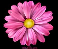 flower nature plant petal