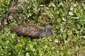 marsh Bird at Nature Wildlife