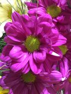 Fuchsia Flower Petals