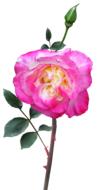 Rose Stem Flower Double