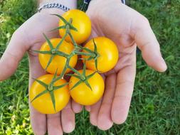 yellow tomatoes in hand