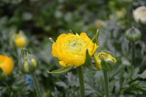 Flower Yellow Nature
