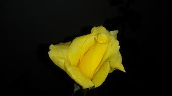 Good Photos 236 No Person Flower