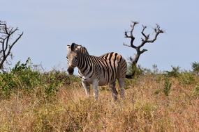 Zebra South Africa M