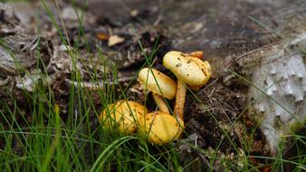 Mushroom Nature Autumn Yellow