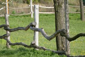 Fence Nature Tree