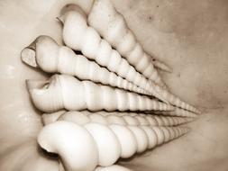 swirly white seashells