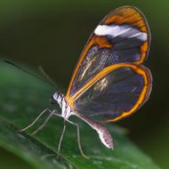 Butterfly Insect Wing