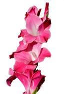 Gladiolus Gladidus Butterfly